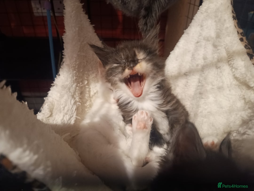 Maine Coon cats for sale: Maine Coon kittens in Manchester  - Image 32