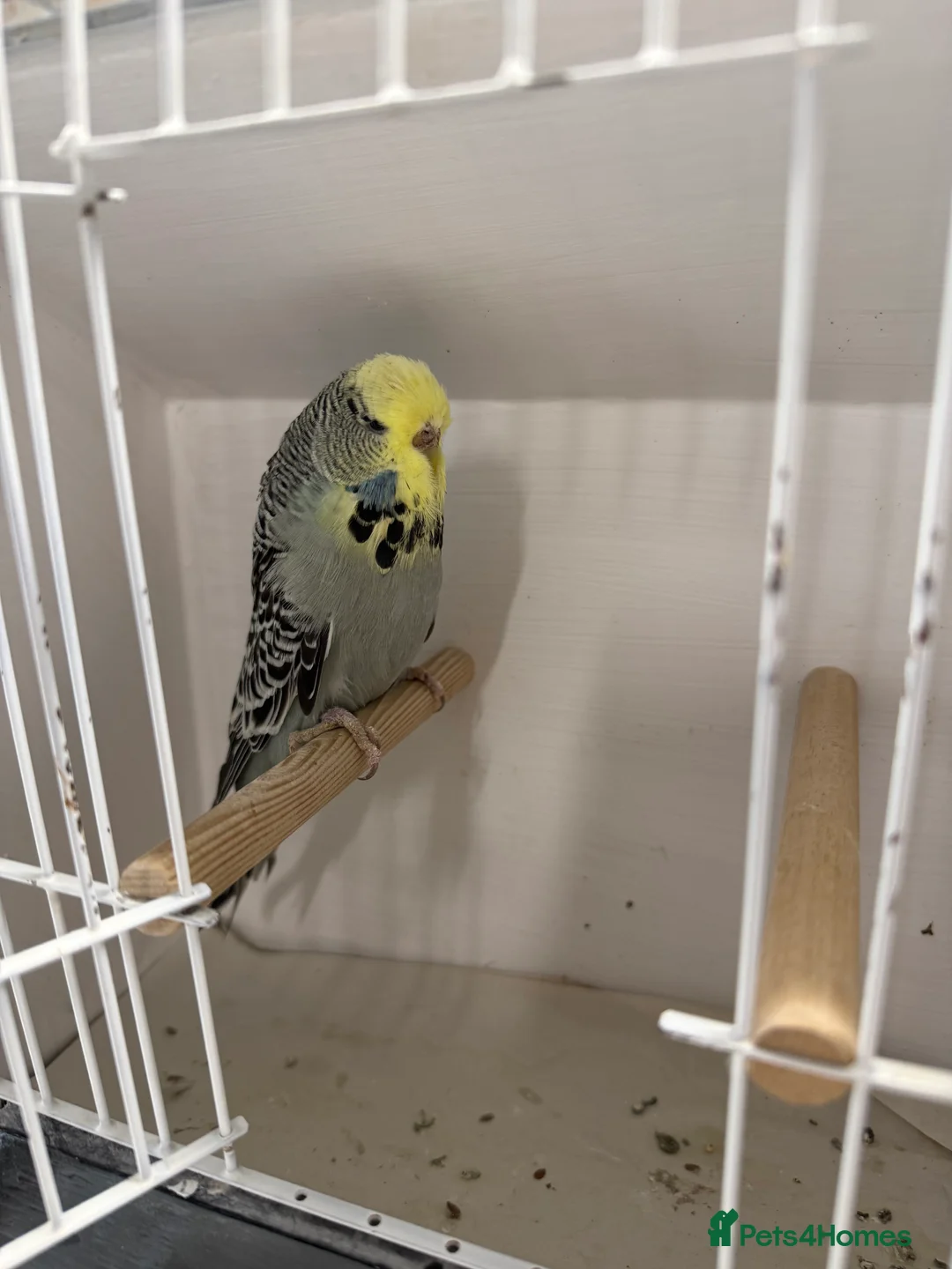 Budgerigars birds for sale: English budgies - Advert 2