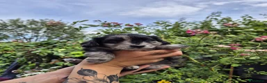Oreo