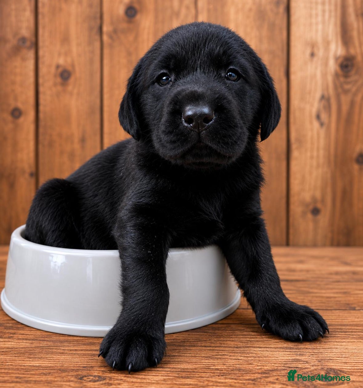 Labrador Retriever dogs Beautiful litter of labradors / Drakeshead  - Advert 8