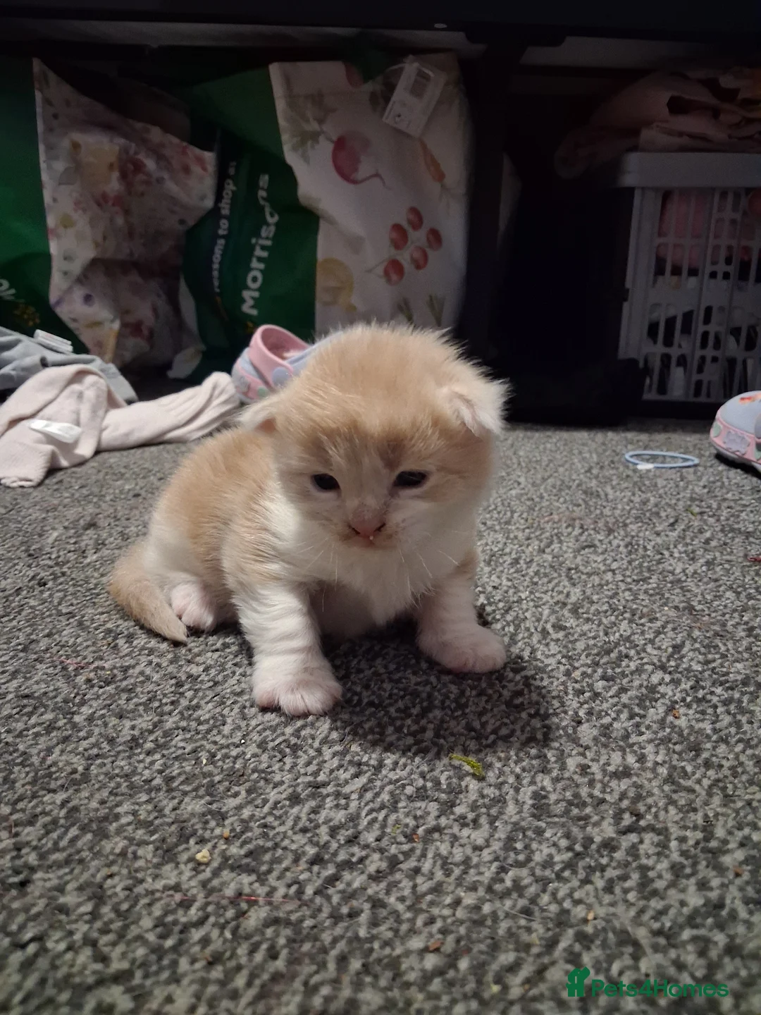 Maine Coon cats for sale: Female Maine coon  - Advert 17