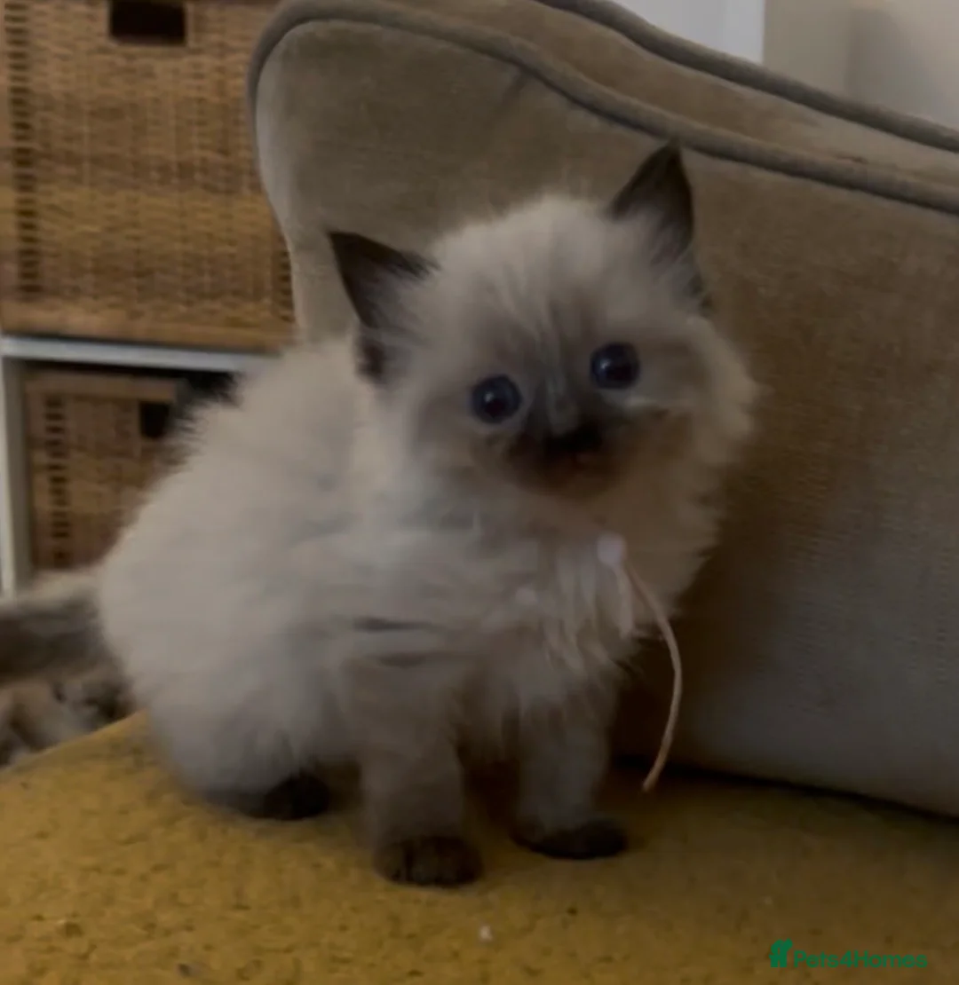Ragdoll cats for sale: Pure Ragdolls stunning 😍  in Nottingham - Advert 2