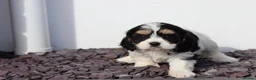 Cavachon dogs for sale: Beautiful Cavachon puppies for sale - Advert 21
