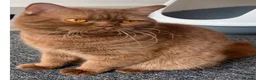 British Shorthair cats for sale: British Shorthairs  - Advert 3