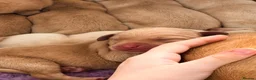 Labrador Retriever dogs for sale: KC YELLOW & RED LABRADORS  - Advert 28