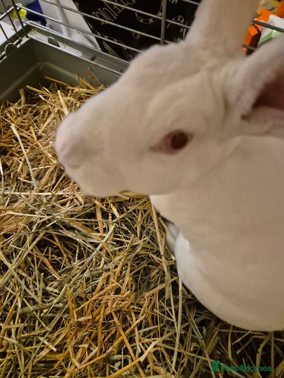 Rex rabbits for sale: Standard Rex Buck - REW. - Image 9