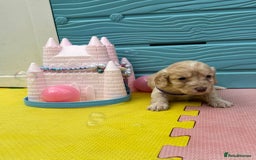 Cockapoo dogs for sale: DNA CLEAR F1  choc, merle, champagne, black - Image 8