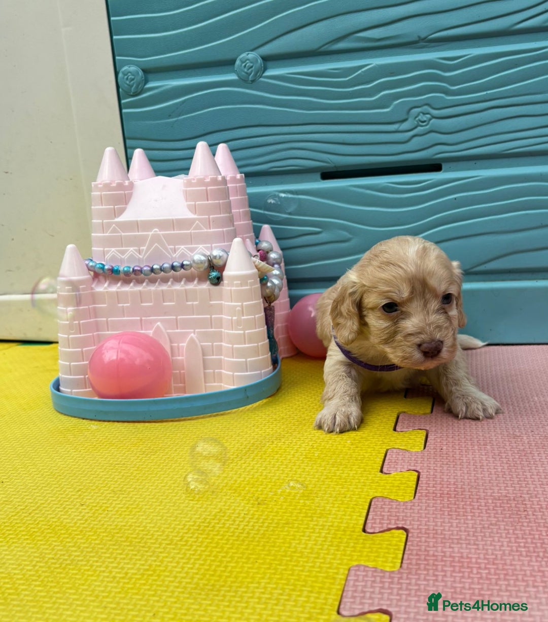 Cockapoo dogs for sale: DNA CLEAR F1  choc, merle, champagne, black - Image 8