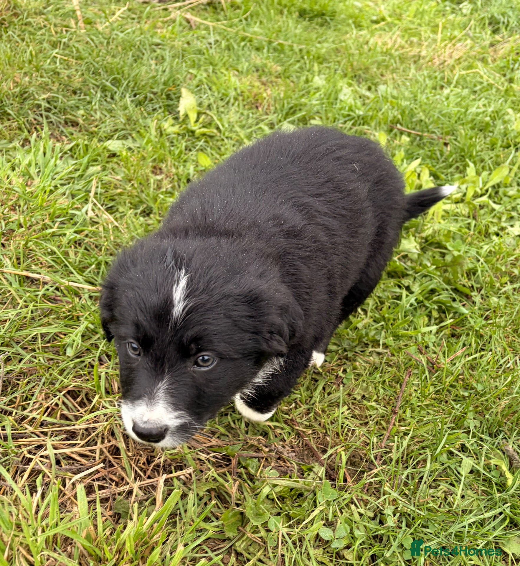 Border Collie dogs BEAUTIFUL BORDER COLLIE PUPS - Advert 2