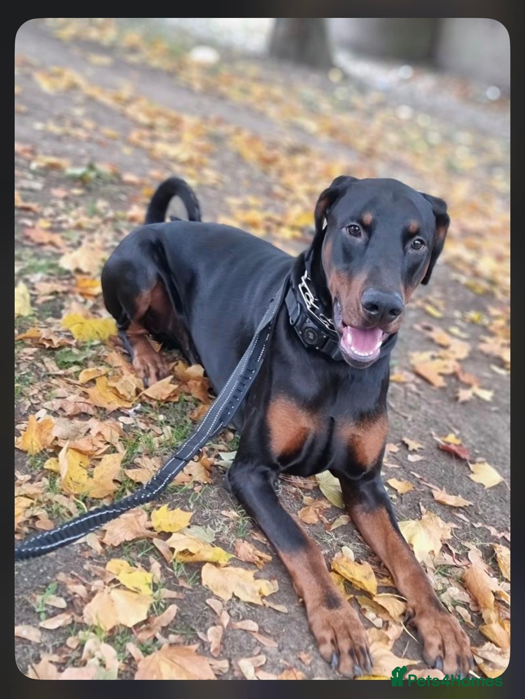 Dobermann dogs for sale: Gorgeous Male Doberman, Kamui - Advert 7
