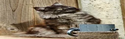 Maine Coon cats for stud: Black Smoke Maine Coon Stud Service - FIFe & TICA - Advert 1