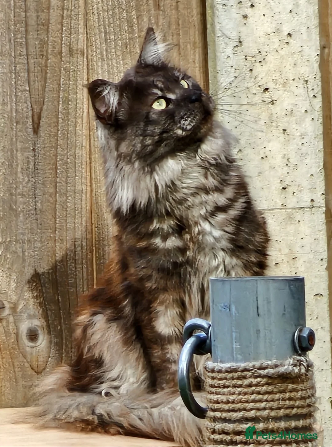Maine Coon cats for stud: Black Smoke Maine Coon Stud Service - FIFe & TICA - Advert 1