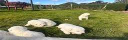 Maremma Sheepdog dogs for sale: A Rare Opportunity to Welcome a Maremma Sheepdog - Advert 5