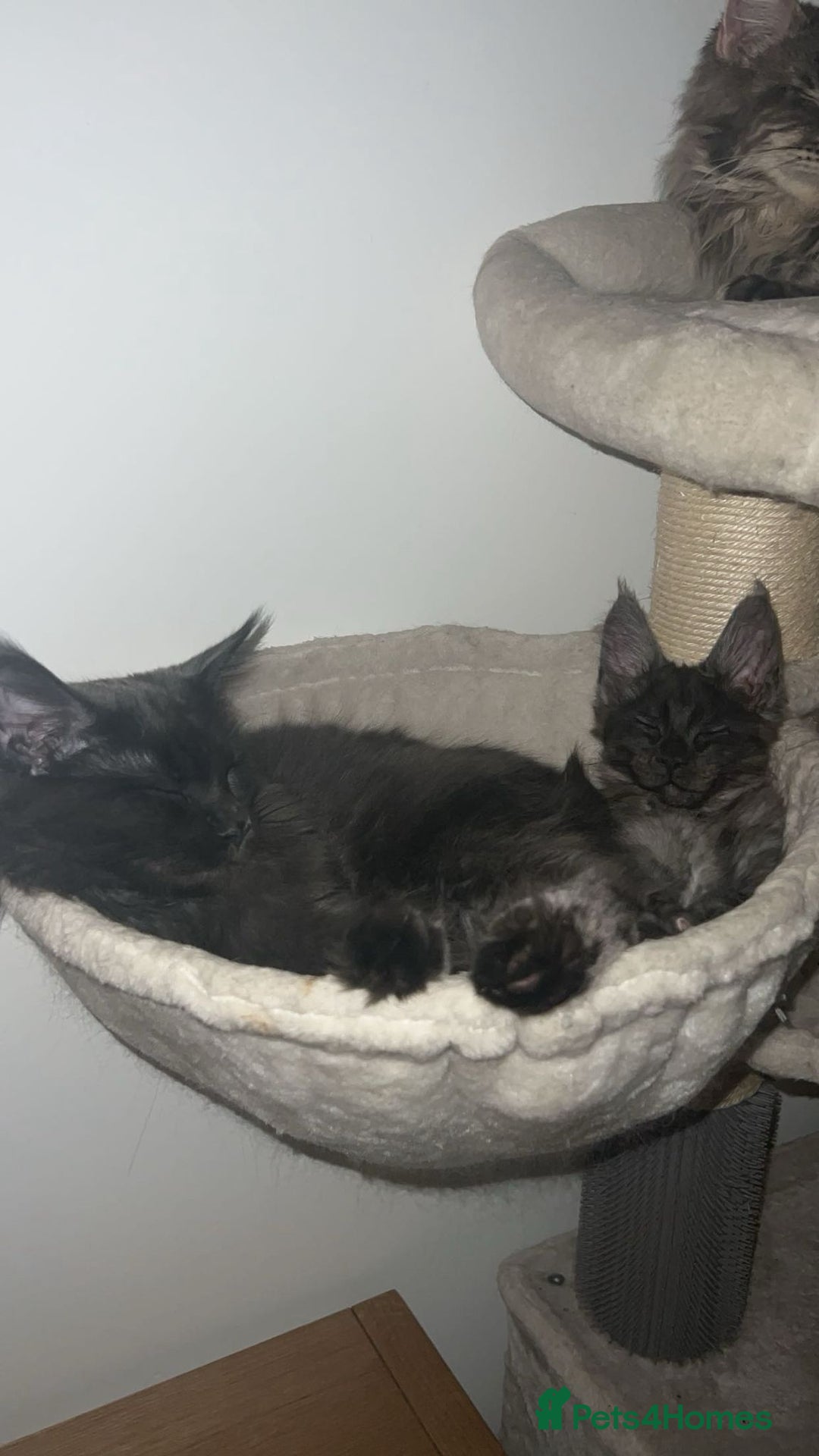 Maine Coon cats for sale: Stunning championship Maine coon black smoke - Image 13
