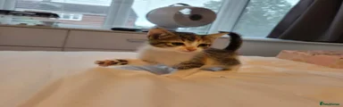 Kitten 4