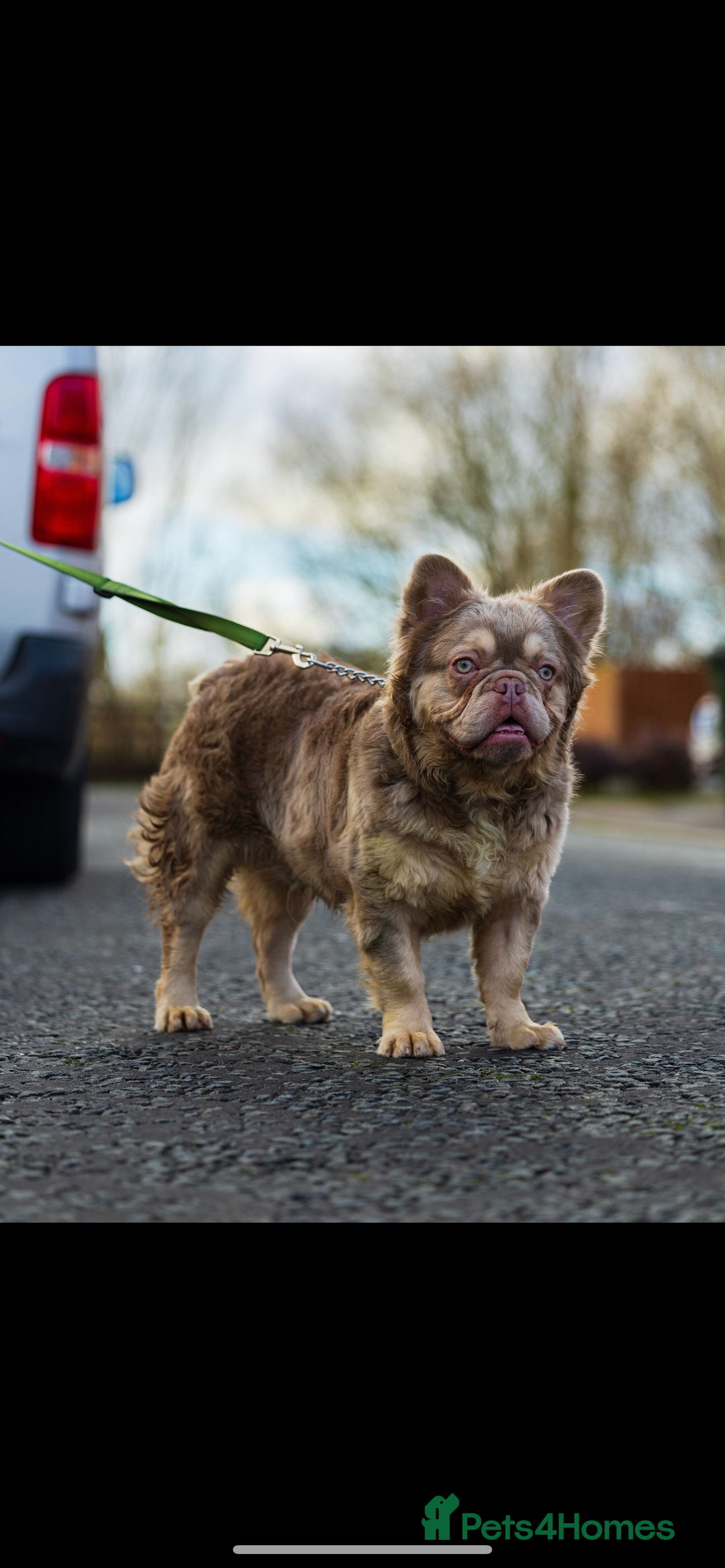 French Bulldog dogs for stud: Visual fluffy new shade boy Fluffiest in the UK  in Manchester - Advert 2