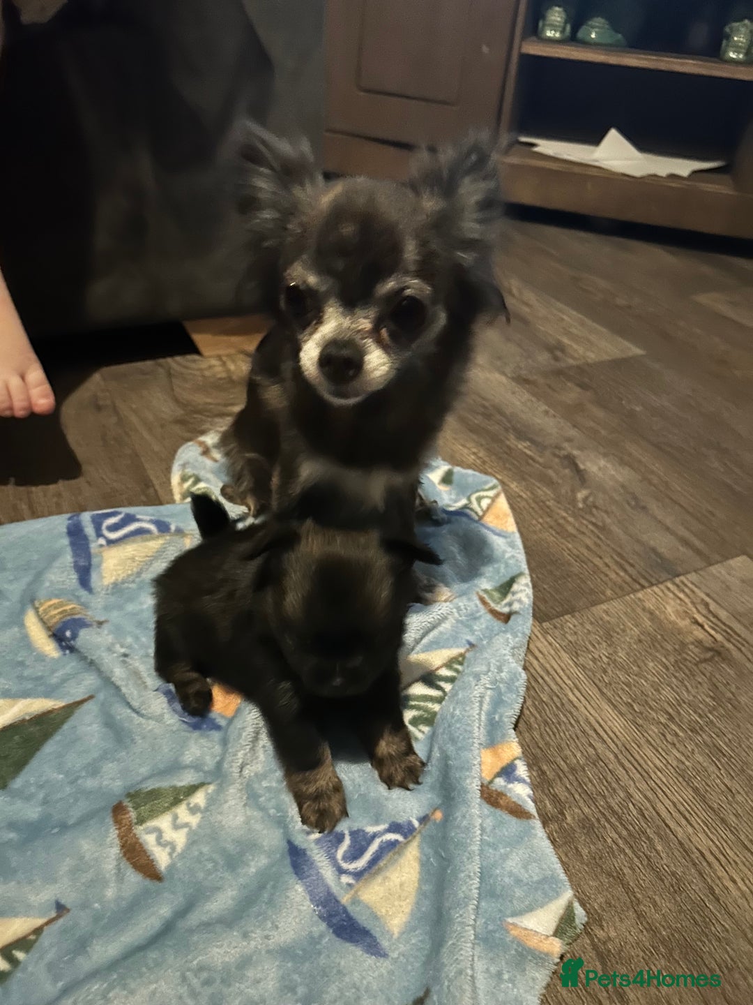 Pomchi dogs for sale: 2 beautiful tiny little Pomchi girls - Image 29