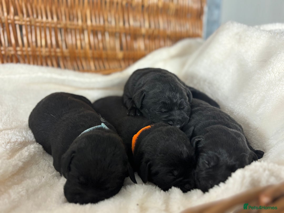 Labrador Retriever dogs for sale: Chunky Labrador Puppies  - Advert 2