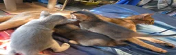 Abyssinian cats for sale: Abyssinian Kittens From Champion Bloodlines - Advert 20