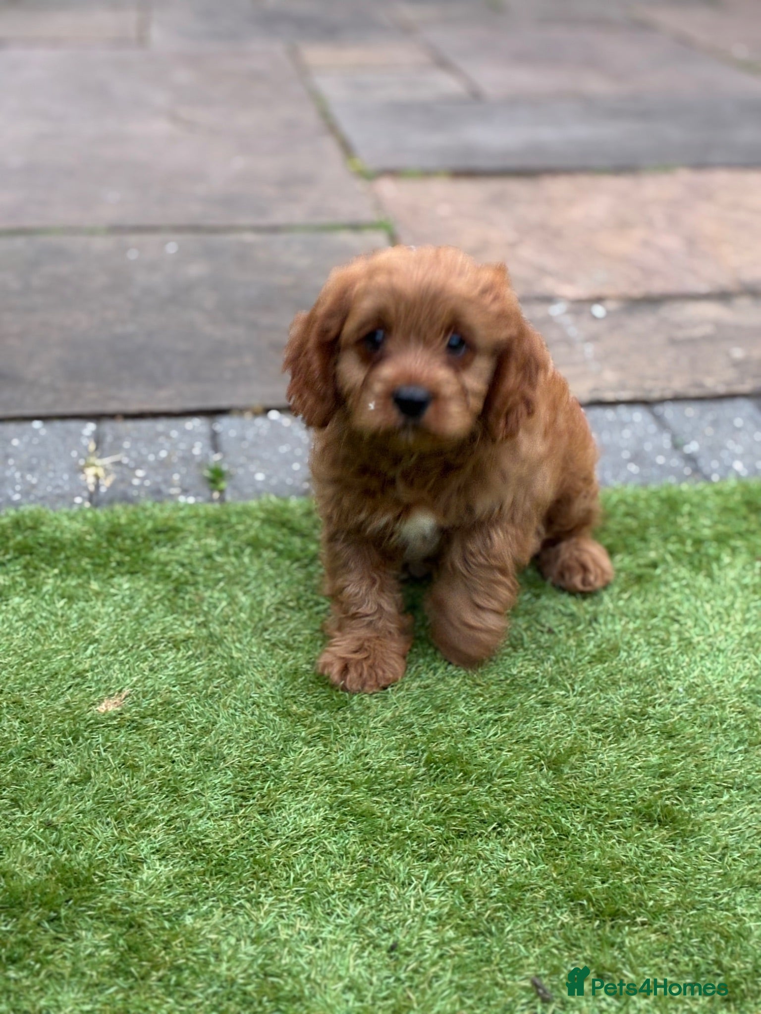 Cavapoo dogs Cavapoo puppies - Advert 8