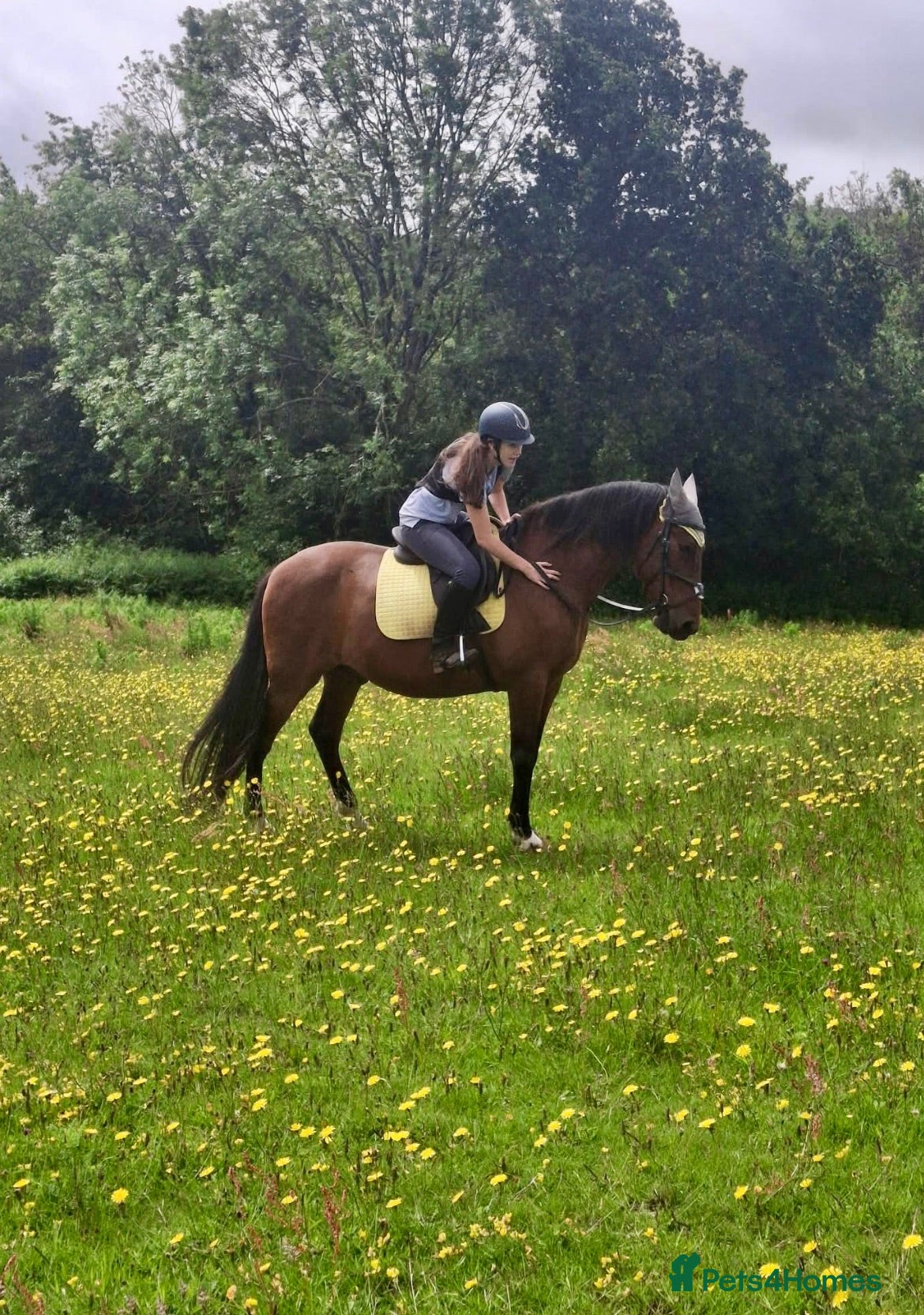 Andalusian horses ⭐ STUNNING ANDALUSIAN REGISTERED PRE GELDING – ⭐ - Advert 1