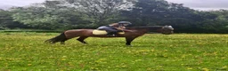 Andalusian horses for sale: ⭐ STUNNING ANDALUSIAN REGISTERED PRE GELDING – ⭐ - Advert 1