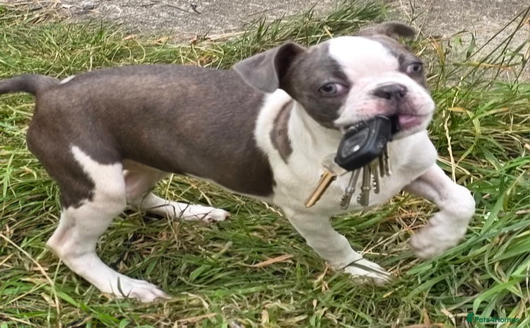 Boston Terrier dogs in Leeds - Advert 4