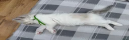 Ragdoll cats for sale: Blue lynx and bi colour ragdoll kittens in Bradford - Advert 15