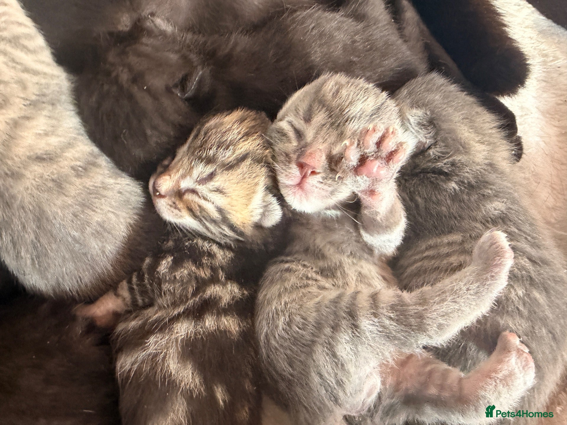 Mixed Breed cats Beautiful British Shorthaired Cross Kittens - Advert 9