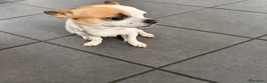 Diego