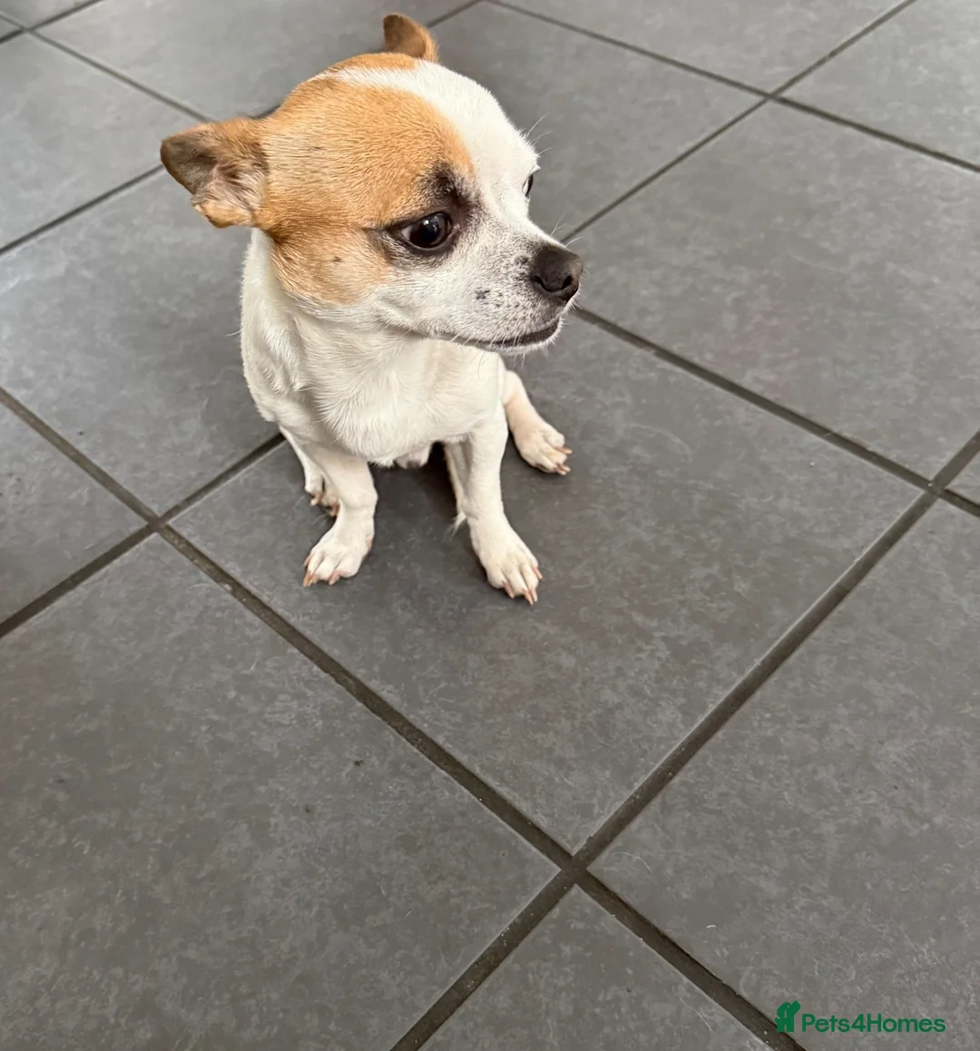 Chihuahua dogs for sale: 4 year old male chihuahua  in Norwich - Advert 1