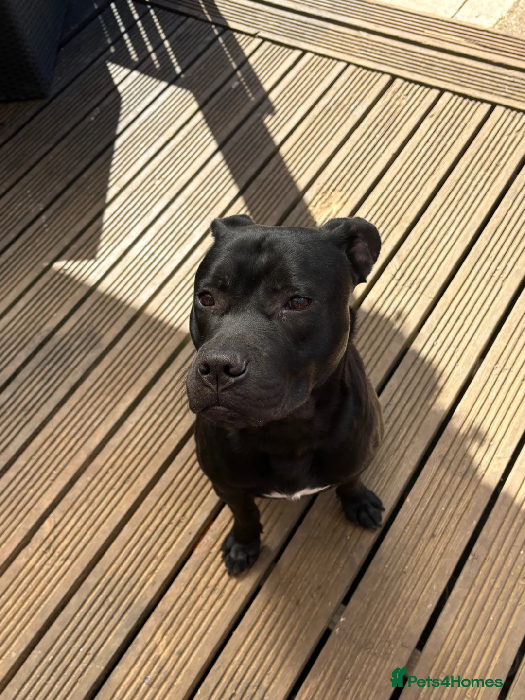Staffordshire Bull Terrier dogs for sale: Staffy puppy - Advert 2