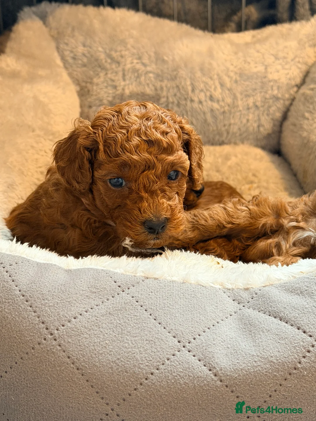 Cavapoo dogs for sale: Fox Red Cavapoo F1B  - Advert 19