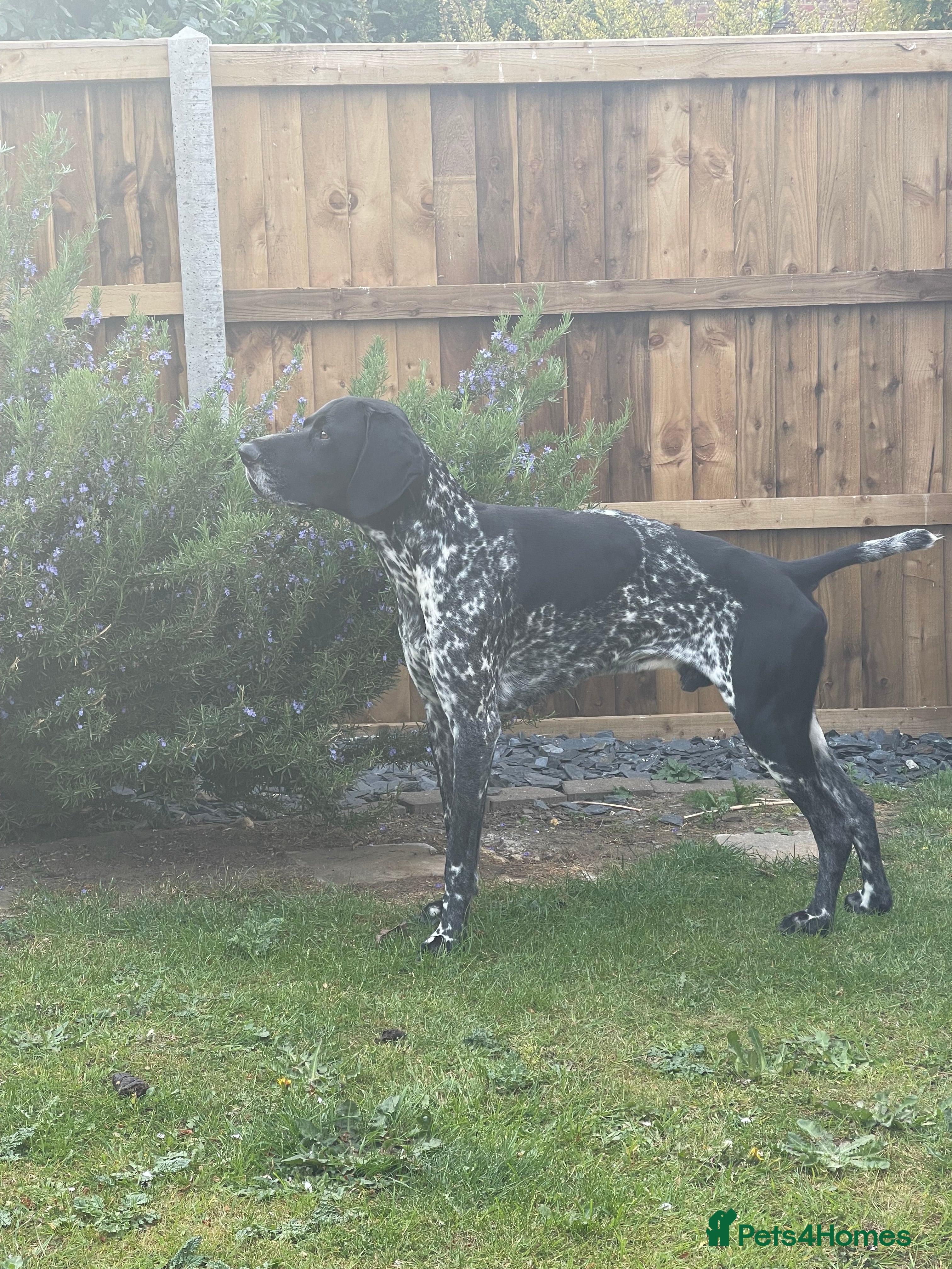 German Shorthaired Pointer dogs Pedigree GSP for stud - Advert 7