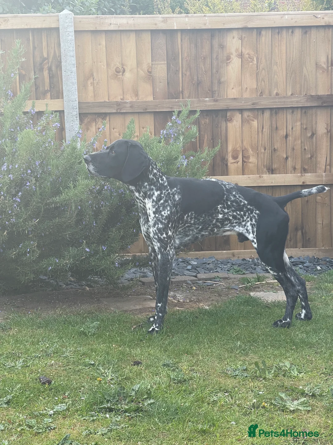 German Shorthaired Pointer dogs for stud: Pedigree GSP for stud - Advert 1