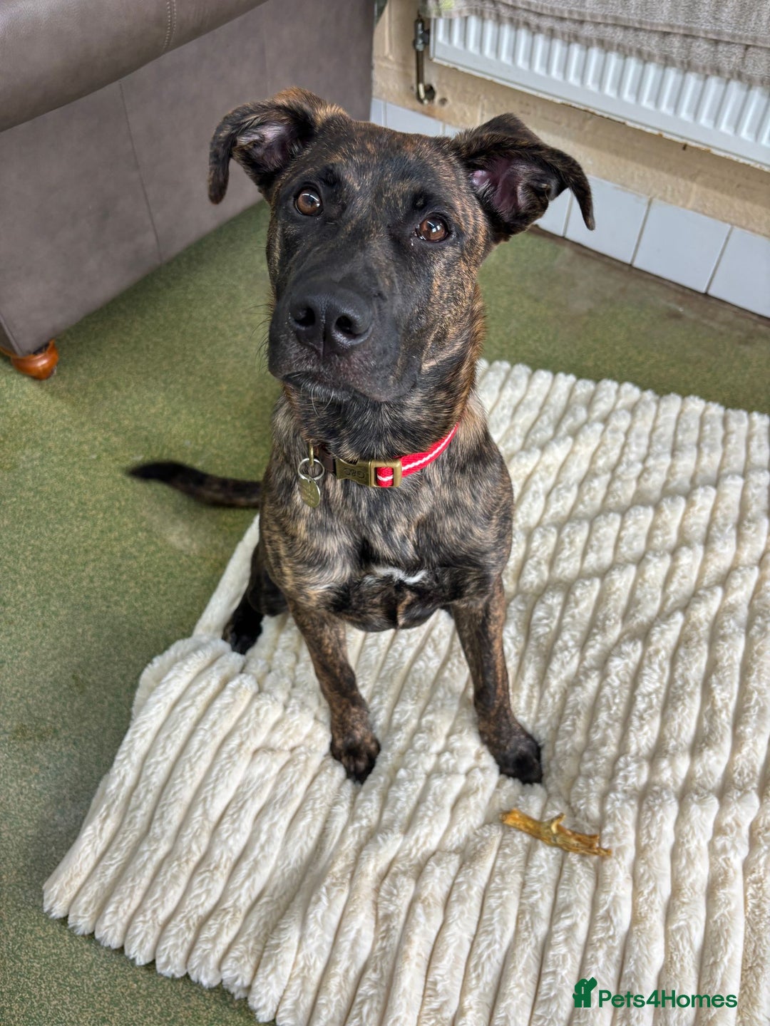 Mixed Breed dogs for adoption: Kiki  - Image 5