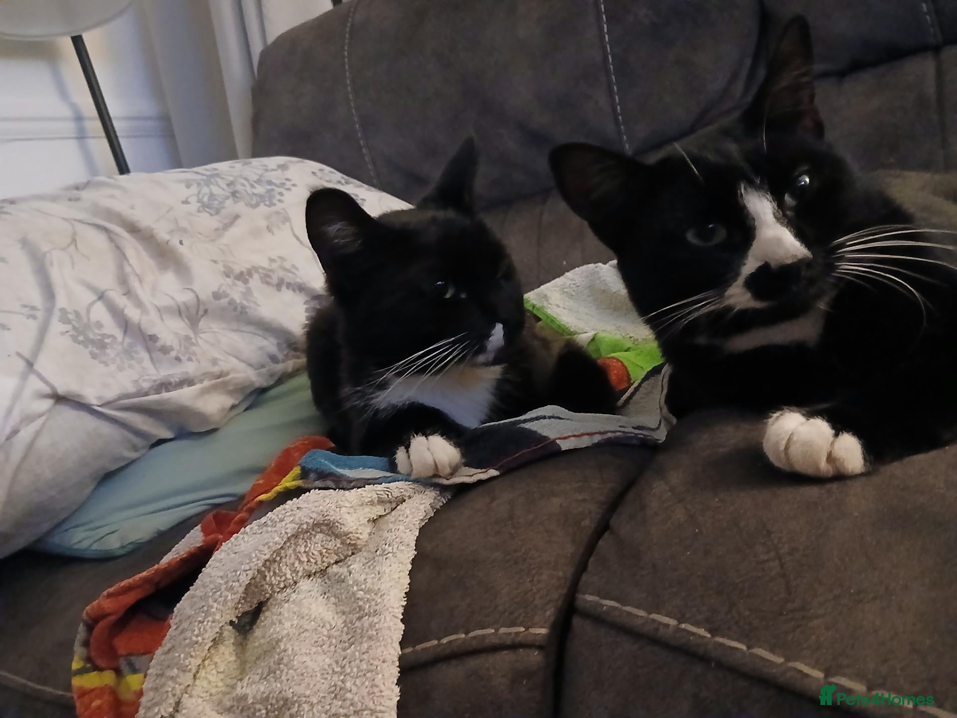 Mixed Breed cats Charie and lola  - Advert 3