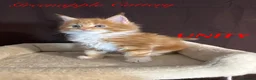 Maine Coon cats for sale: TICA Registered Full Maine Coon Kittens - Advert 6