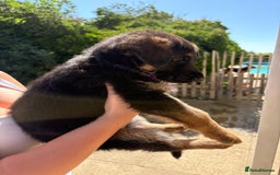 German Shepherd dogs for sale: German Shepherd Puppies - Image 14