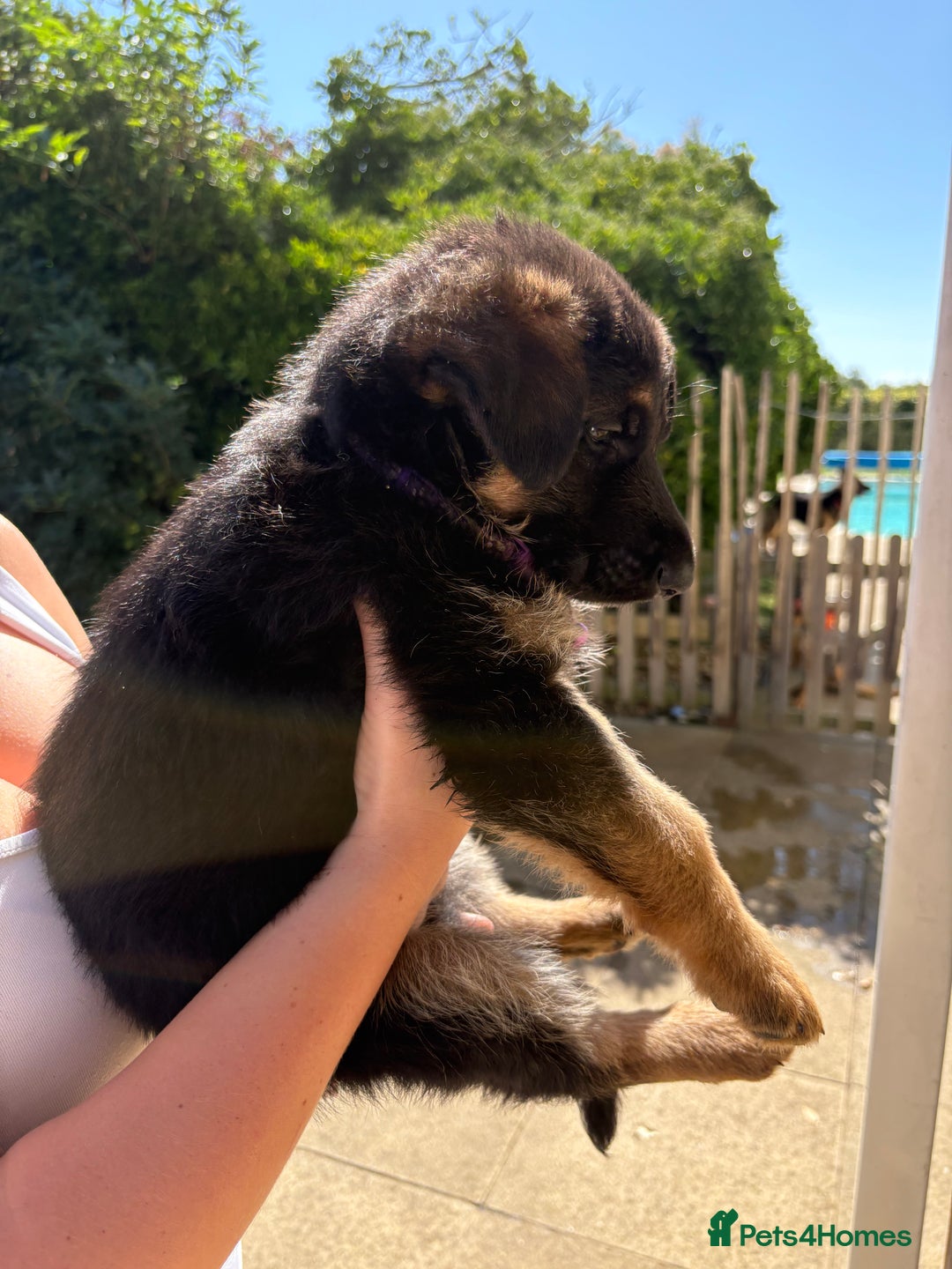 German Shepherd dogs for sale: German Shepherd Puppies - Image 14