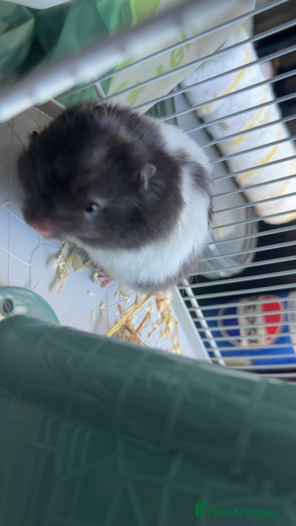 Hamster rodents Hamster for sale  in London - Advert 1