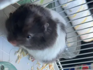 Hamster rodents Hamster for sale in London - Advert 1