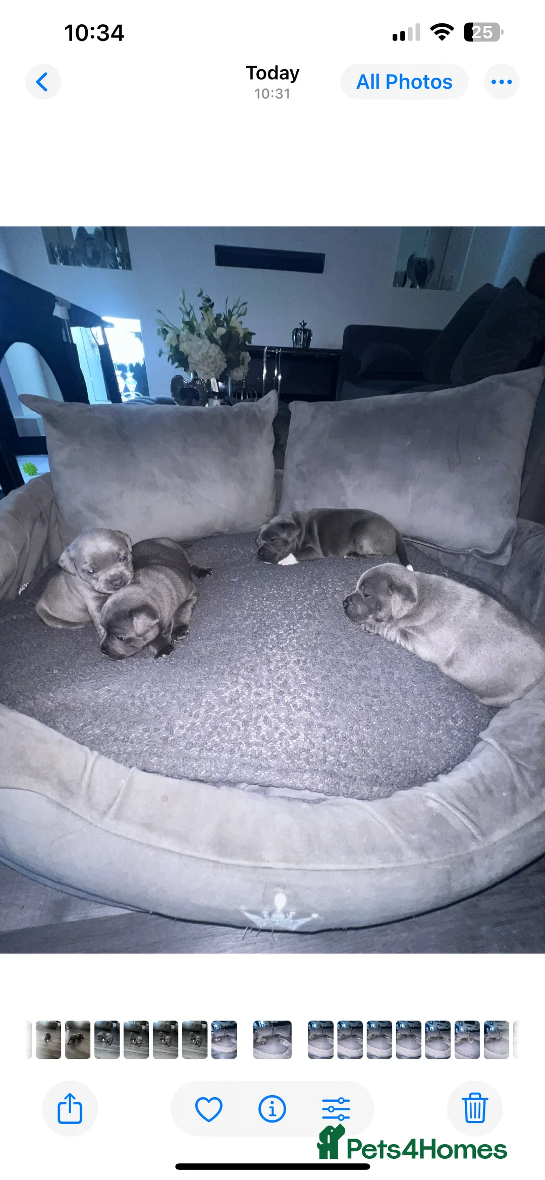 Staffordshire Bull Terrier dogs for sale: LAST BOY LEFT KC REGISTERED 5 STAR BLUE   - Advert 10