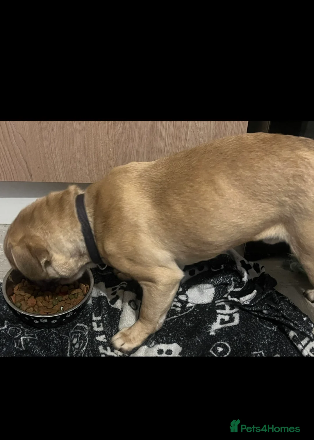 Frug dogs for sale: Dexter - Advert 6