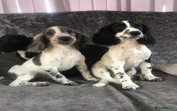 Cocker Spaniel dogs for sale: Cocker Spaniel Puppies For Sale - Image 1