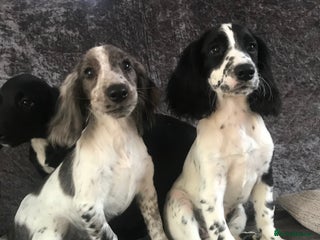 Cocker Spaniel dogs - Advert 10