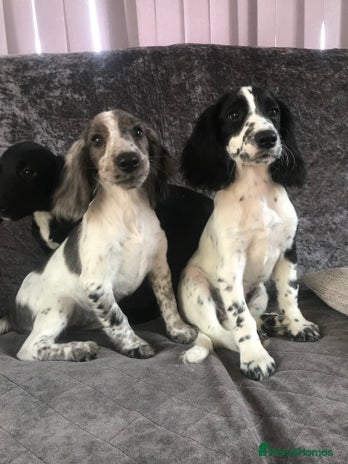 Cocker Spaniel dogs - Advert 8