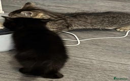 Mixed Breed cats for sale: Beautiful kittens looking for there forever home  - Image 8