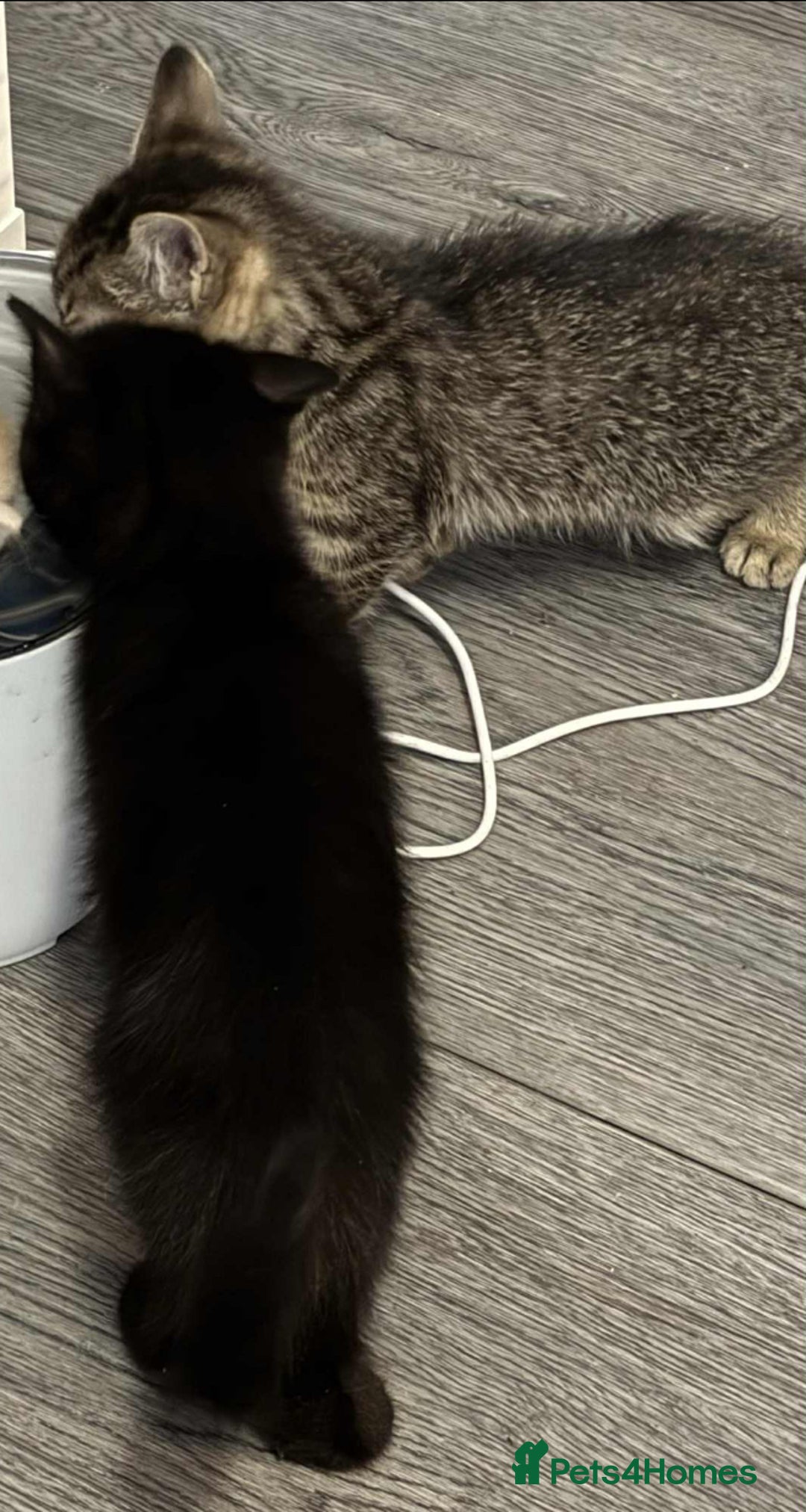Mixed Breed cats for sale: Beautiful kittens looking for there forever home  - Image 8