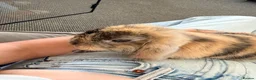 Mini Lop rabbits for sale: Beautiful Harlequin Minilop in Brighton - Advert 5
